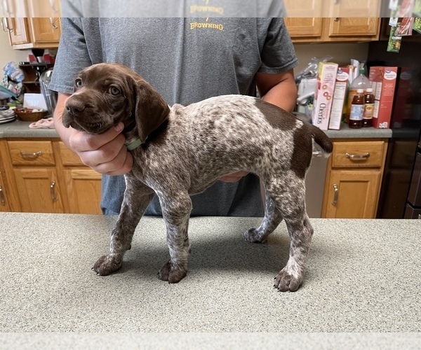 Medium Photo #22 German Shorthaired Pointer Puppy For Sale in ALBEMARLE, NC, USA