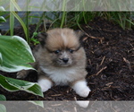 Small #1 Pomeranian