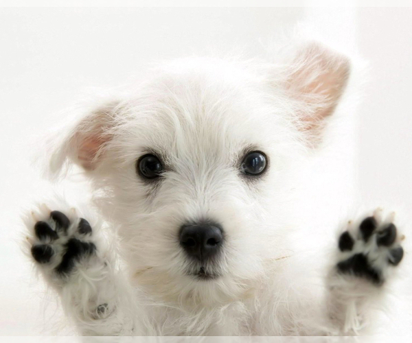 Medium Photo #1 West Highland White Terrier Puppy For Sale in RENO, NV, USA