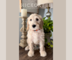 Puppy Hickory Goldendoodle