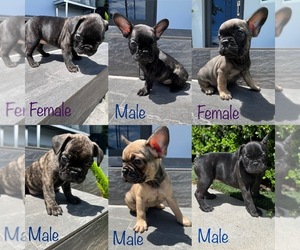 French Bulldog Puppy for sale in HIALEAH, FL, USA
