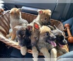 Small Photo #9 German Shepherd Dog Puppy For Sale in MIAMI, FL, USA