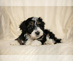 Small #2 Poovanese