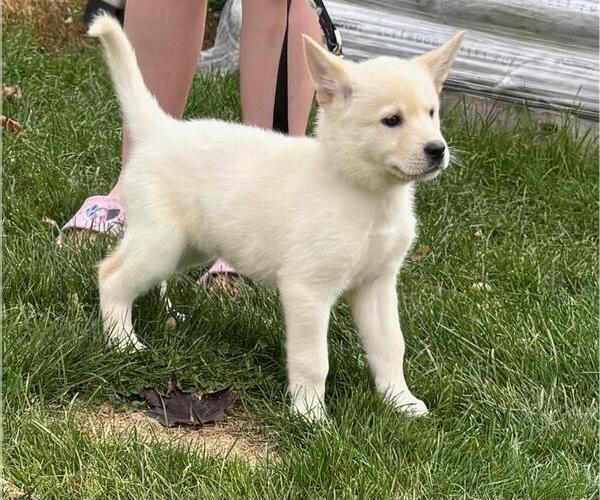 Medium Photo #4 German Shepherd Dog-Siberian Husky Mix Puppy For Sale in HOLTON, MI, USA