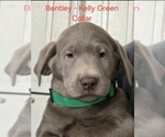 Puppy Bentley Labrador Retriever