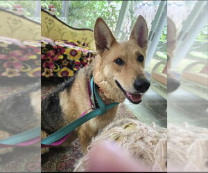 Sally - Female Airedale Terrier-German Shepherd Dog Mix Dog for Adoption - Photo #3