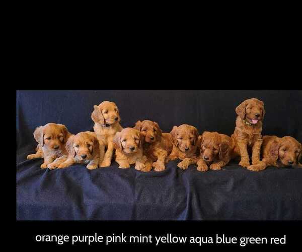 Medium Photo #3 Irish Doodle Puppy For Sale in PRINCEVILLE, IL, USA
