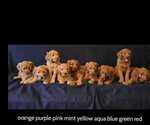 Small Photo #3 Irish Doodle Puppy For Sale in PRINCEVILLE, IL, USA