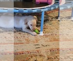 Small #1 Labrador Retriever