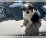 Small Photo #19 Australian Shepherd Puppy For Sale in SHALLOTTE, NC, USA