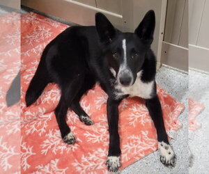 Maeve - Female Border Collie-Unknown Mix Dog for Adoption - Photo #8