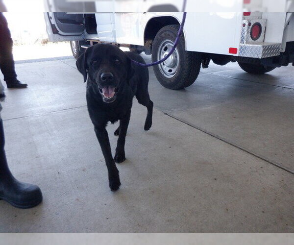 Medium Photo #1 Labrador Retriever-Unknown Mix Puppy For Sale in Oroville, CA, USA