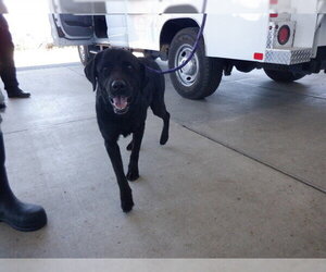 Labrador Retriever-Unknown Mix Dogs for adoption in Oroville, CA, USA