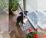 Small Photo #1 Boxer Puppy For Sale in GLENWOOD, IN, USA