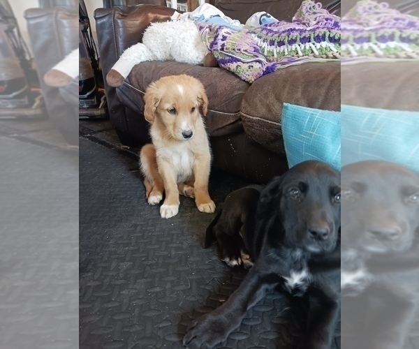 Medium Photo #13 Golden Newfie Puppy For Sale in SHEBOYGAN FALLS, WI, USA