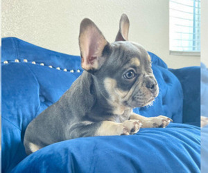 French Bulldog Puppy for sale in PORTOLA VALLEY, CA, USA