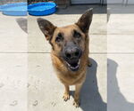 Small #1 German Shepherd Dog Mix