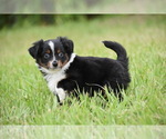 Small #2 Miniature Australian Shepherd