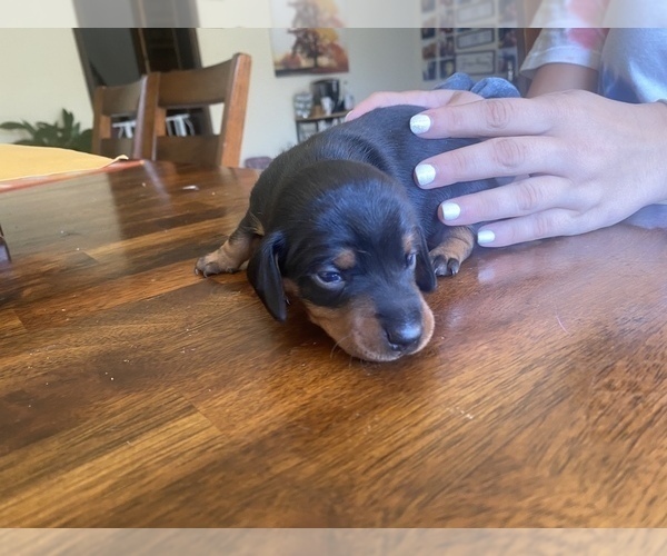 Medium Photo #1 Dachshund Puppy For Sale in BERNVILLE, PA, USA