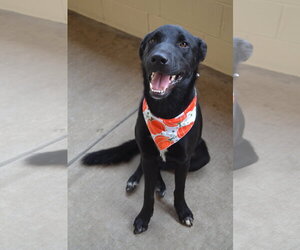 Ichabod - Male Labrador Retriever-Unknown Mix Dog for Adoption - Photo #3