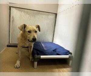 Labrador Retriever-Unknown Mix Dogs for adoption in Martinez, CA, USA