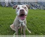 Small American Pit Bull Terrier Mix