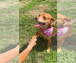 Small Photo #2 Unknown-Vizsla Mix Puppy For Sale in Oakhurst, NJ, USA
