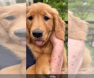 Golden Retriever Puppy for sale in FRANKLIN, NC, USA