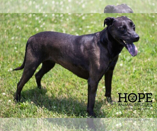 Medium Photo #1 Labrador Retriever-Unknown Mix Puppy For Sale in Godfrey, IL, USA
