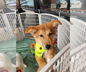 Mutt Dogs for adoption in Dallas, TX, USA