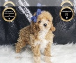 Small #6 Maltipoo