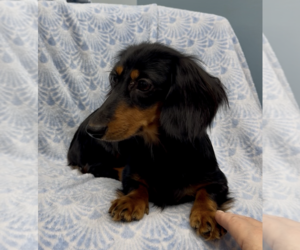 Dachshund Dogs for adoption in Weston, FL, USA