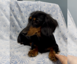 Small Dachshund
