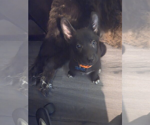 Medium Photo #4 Mutt Puppy For Sale in Plainfield, IL, USA
