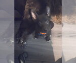 Small #3 Mutt