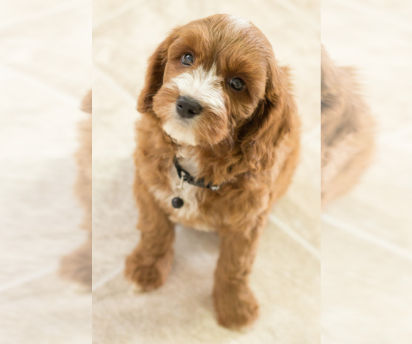 Medium Photo #4 Cavapoo Puppy For Sale in BAY VIEW, WI, USA