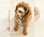 Small Photo #4 Cavapoo Puppy For Sale in BAY VIEW, WI, USA