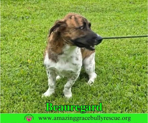 Medium Photo #9 Basset Hound-Unknown Mix Puppy For Sale in Milton, FL, USA