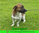 Small #8 Basset Hound Mix