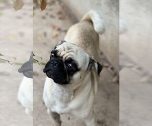 Malloy - Male Pug Dog for Adoption - Photo #6