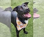 Small #2 Labrador Retriever Mix