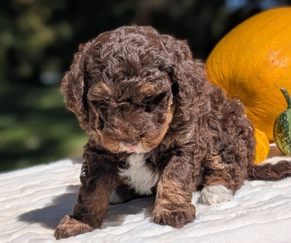 Medium Photo #11 Miniature Bernedoodle Puppy For Sale in GOSHEN, IN, USA