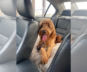 Goldendoodle Puppy for sale in ELGIN, TX, USA