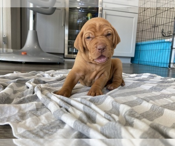 Medium Photo #7 Vizsla Puppy For Sale in CANBY, OR, USA