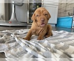 Small Photo #7 Vizsla Puppy For Sale in CANBY, OR, USA