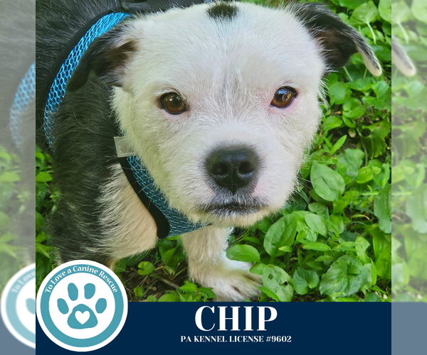 Medium Photo #16 Boston Terrier-Unknown Mix Puppy For Sale in Kimberton, PA, USA