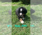 Small Photo #10 Bernese Mountain Dog Puppy For Sale in BROWNSTOWN, IN, USA