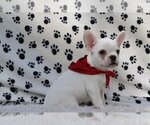 Small Photo #3 French Bulldog Puppy For Sale in BOYNTON BEACH, FL, USA
