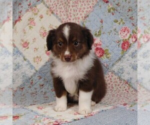 Miniature Australian Shepherd Puppy for sale in HARRISON, OH, USA