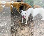 Small #8 American Staffordshire Terrier Mix